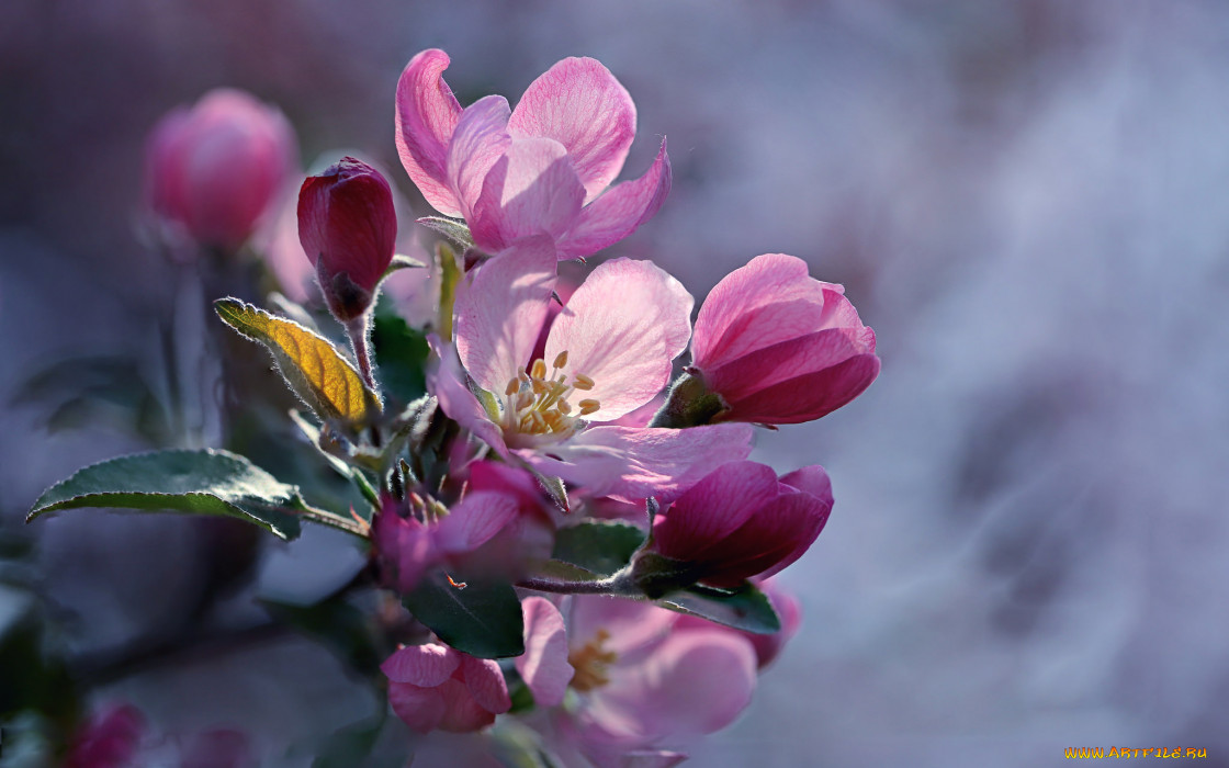 цветы, цветущие деревья ,  кустарники, бутоны, яблоня, весна, макро, ветка, боке